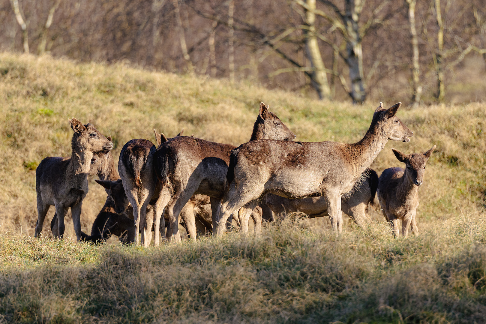 Rehe und Hirsche in den Zeepeduinen