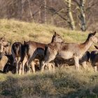 Rehe und Hirsche in den Zeepeduinen