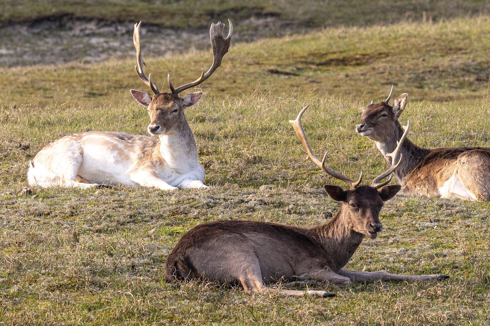 Rehe und Hirsche in den Zeepeduinen