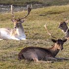 Rehe und Hirsche in den Zeepeduinen