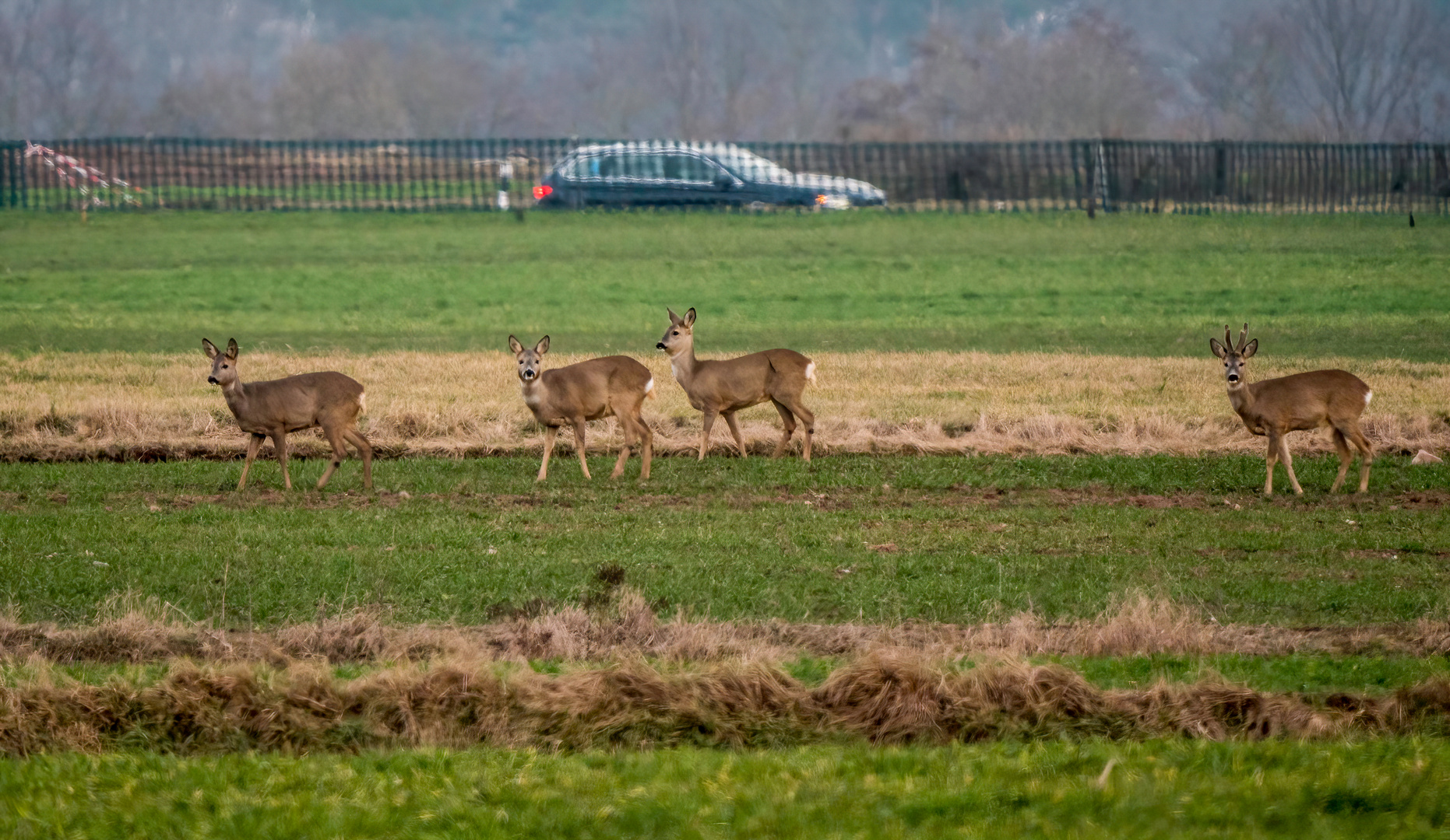 "REHE und ihr TODFEIND"