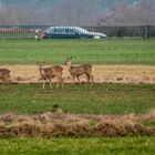 "REHE und ihr TODFEIND"