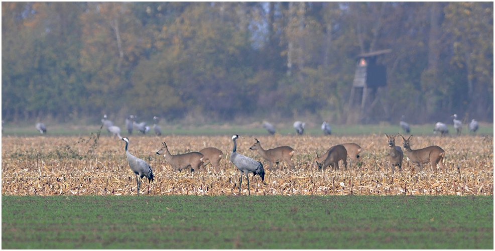 Rehe und Kraniche ...