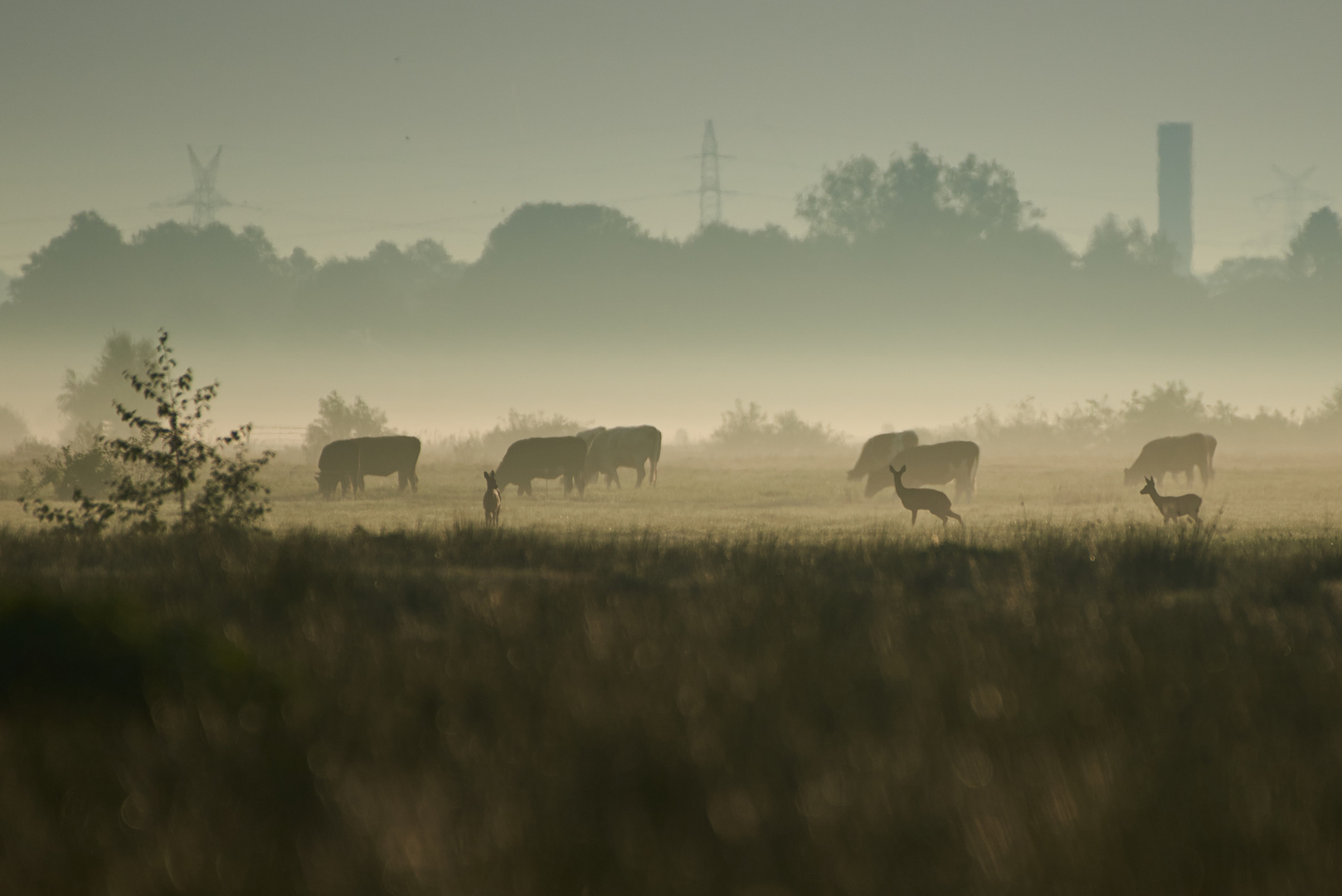 Rehe und Kühe im Nebel