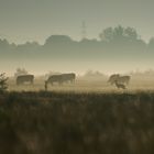 Rehe und Kühe im Nebel