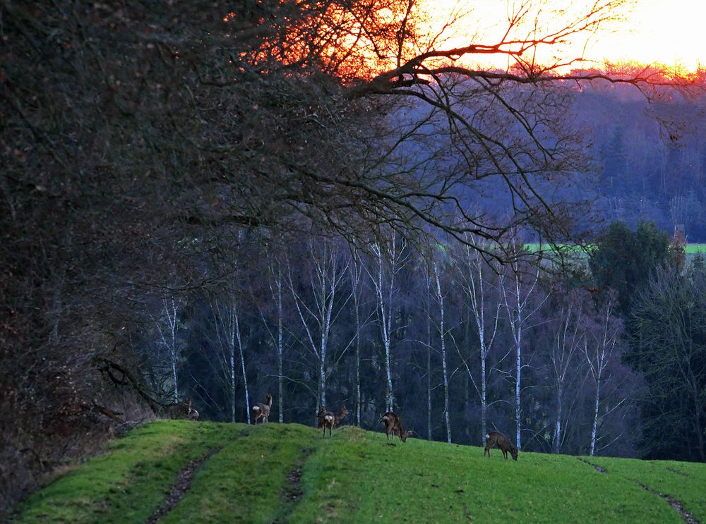 Rehe vor Birkenwäldchen