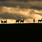 Rehe vor dem Sturm