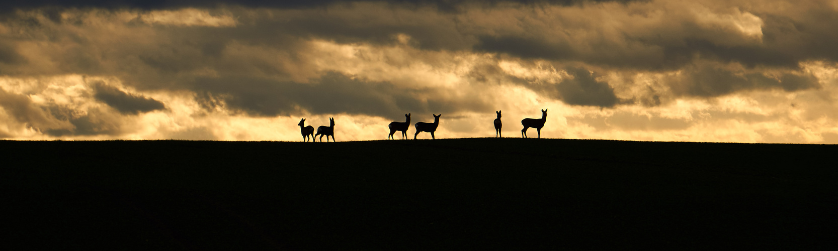 Rehe vor dem Sturm