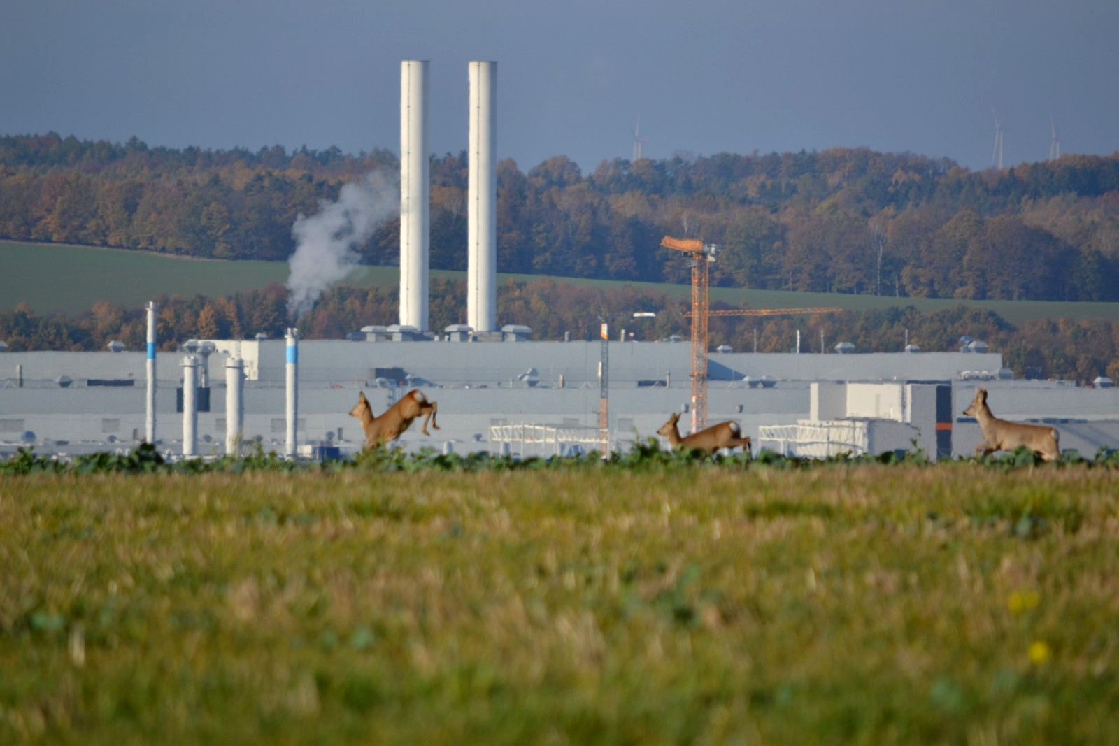 Rehe vor dem VW-Werk