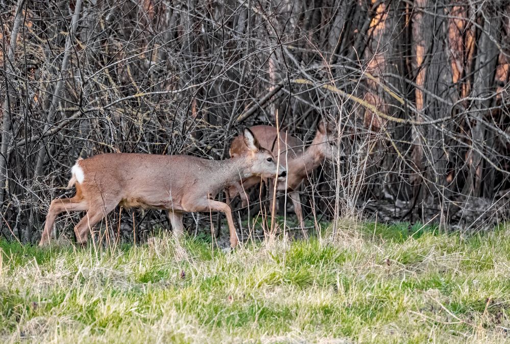 "REHE" vor der Dämmerung