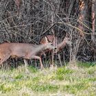 "REHE" vor der Dämmerung