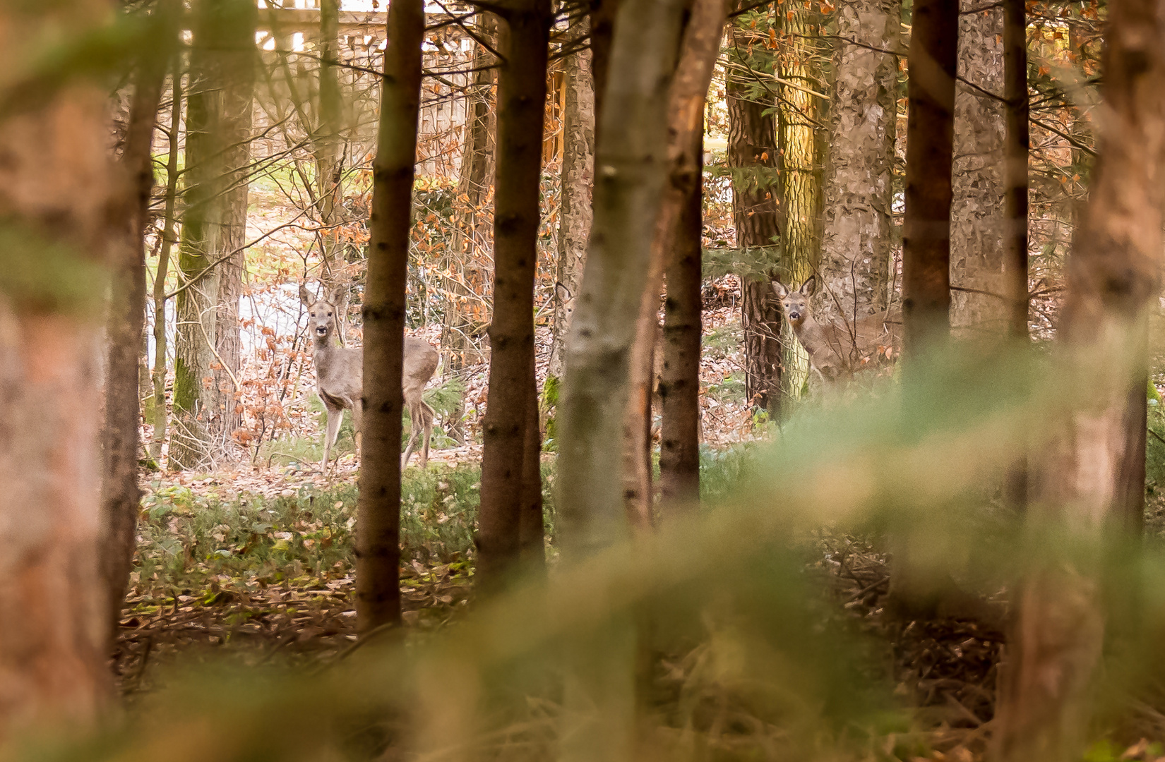 Rehe vor der Haustür