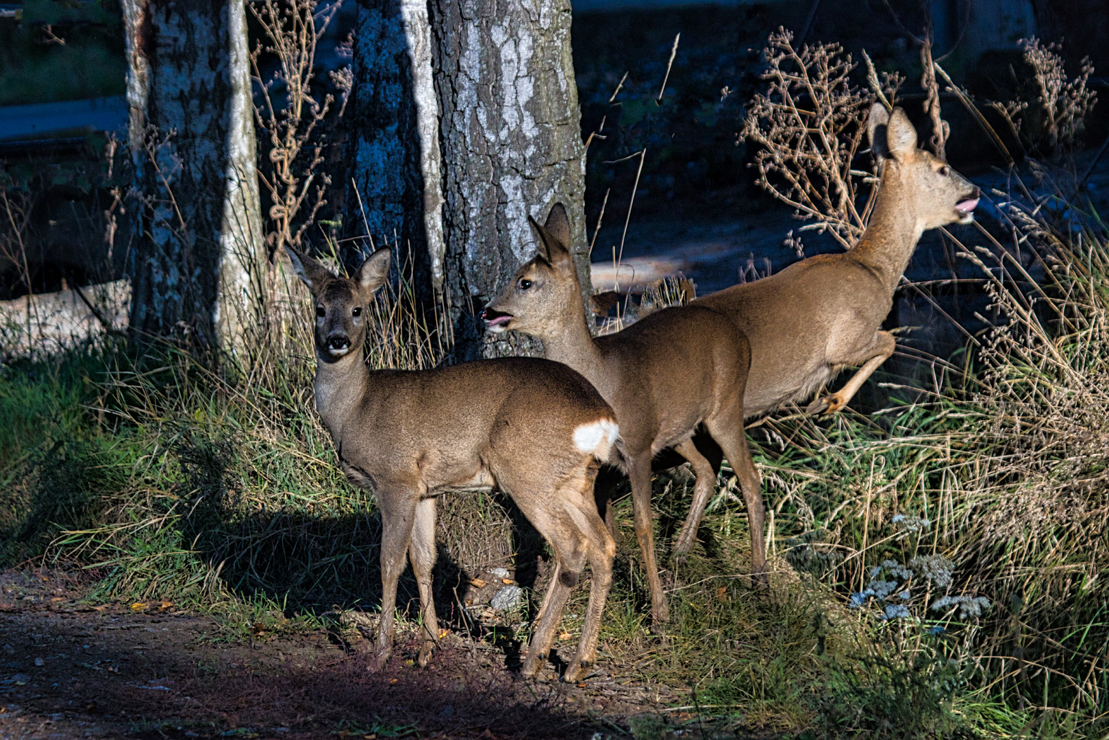 Rehe vor der Haustür.