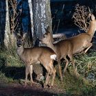 Rehe vor der Haustür.