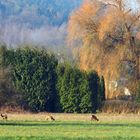 Rehe vor der Haustür