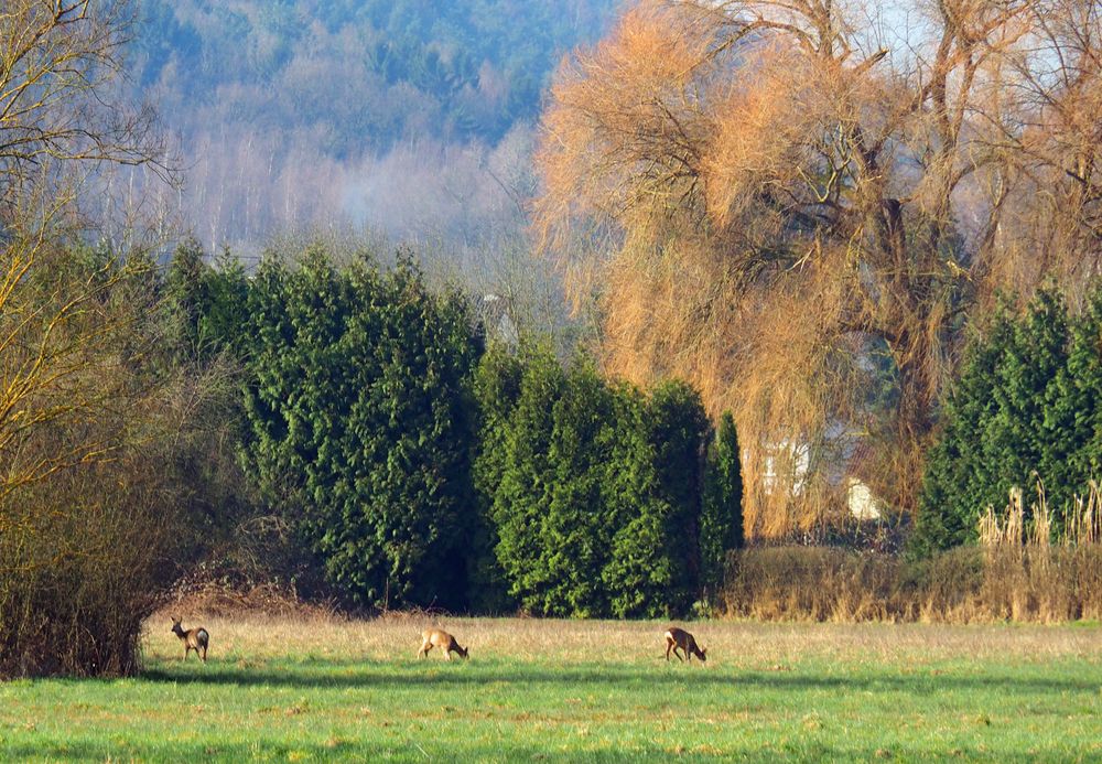 Rehe vor der Haustür