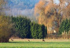 Rehe vor der Haustür