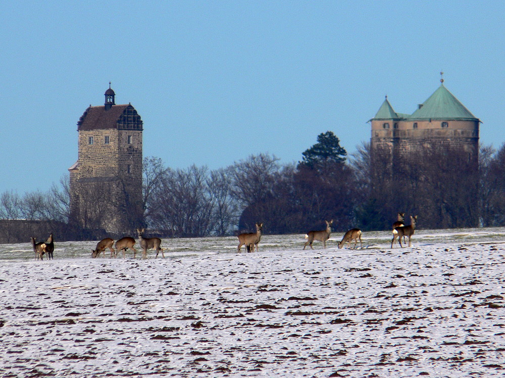 Rehe vor der Südseite der Burg Stolpen