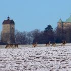 Rehe vor der Südseite der Burg Stolpen