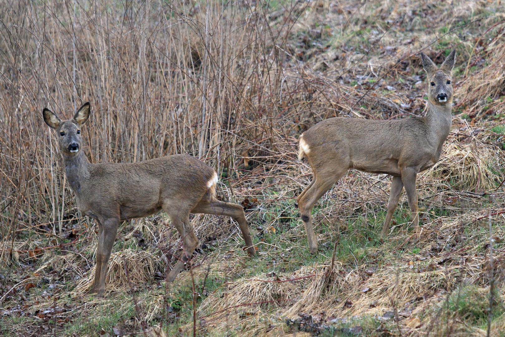 Rehe vorm Balkon