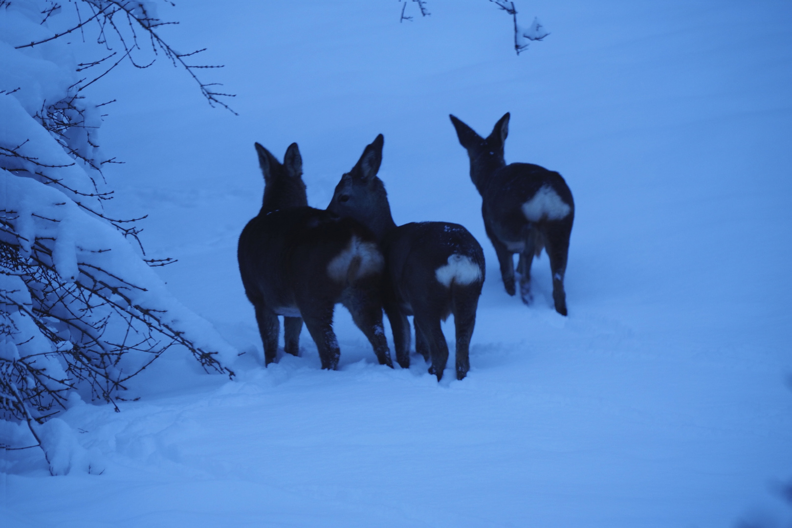 Rehe weiblich im Schnee_1180067