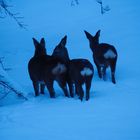 Rehe weiblich im Schnee_1180067