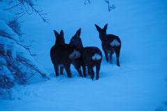 Rehe weiblich im Schnee_1180067