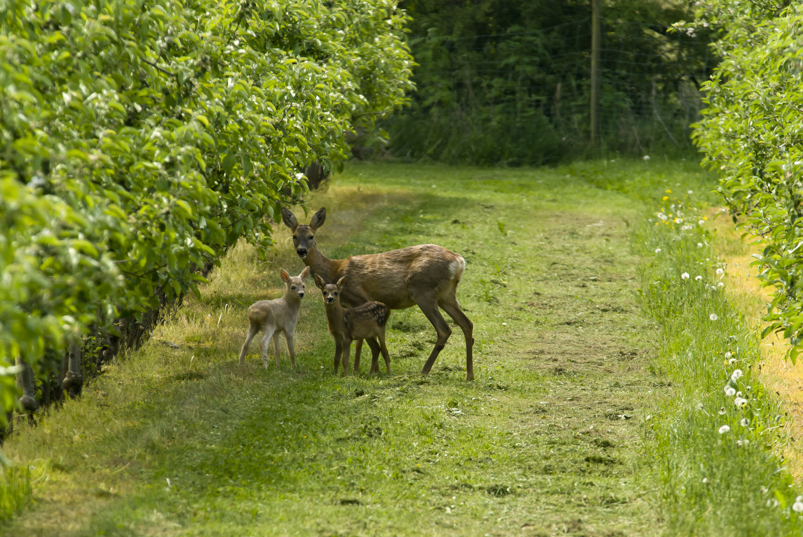 Rehfamilie