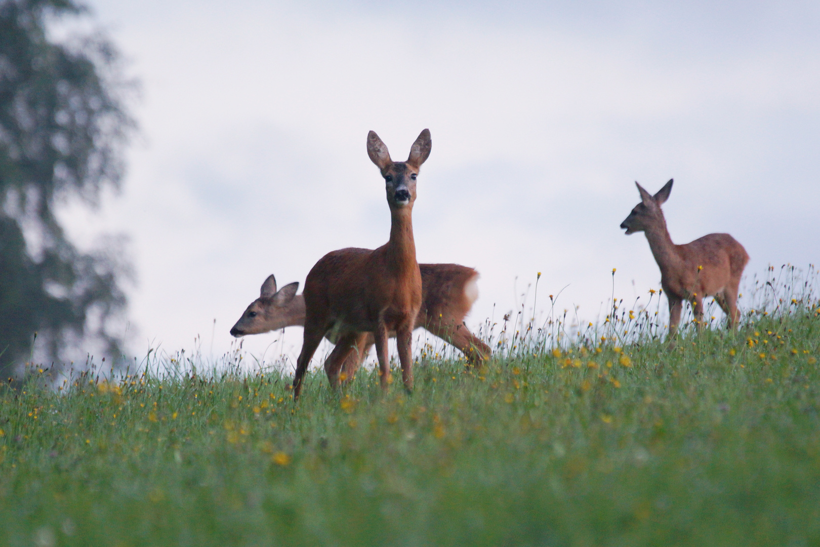 Rehfamilie (Ausschnitt August Tschechien)