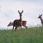 Rehfamilie (Ausschnitt August Tschechien)