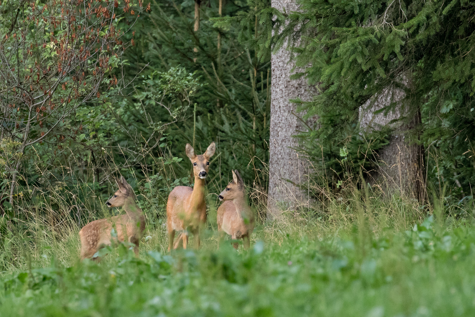 Rehfamilie