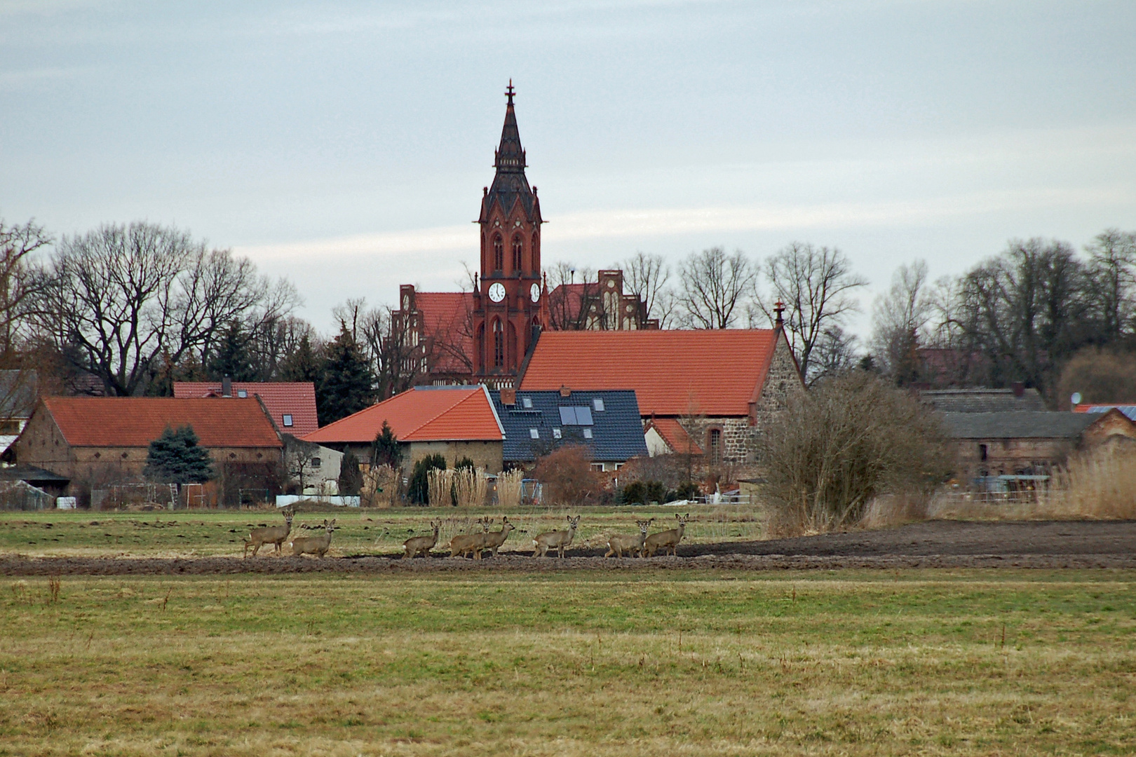 Rehfamilie vor  Ragow