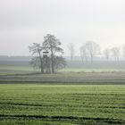 Rehfelde im Nebel