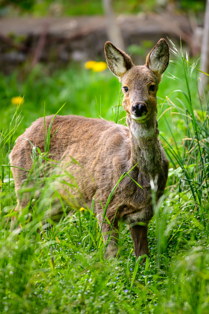 Rehgeis in einer Wiese