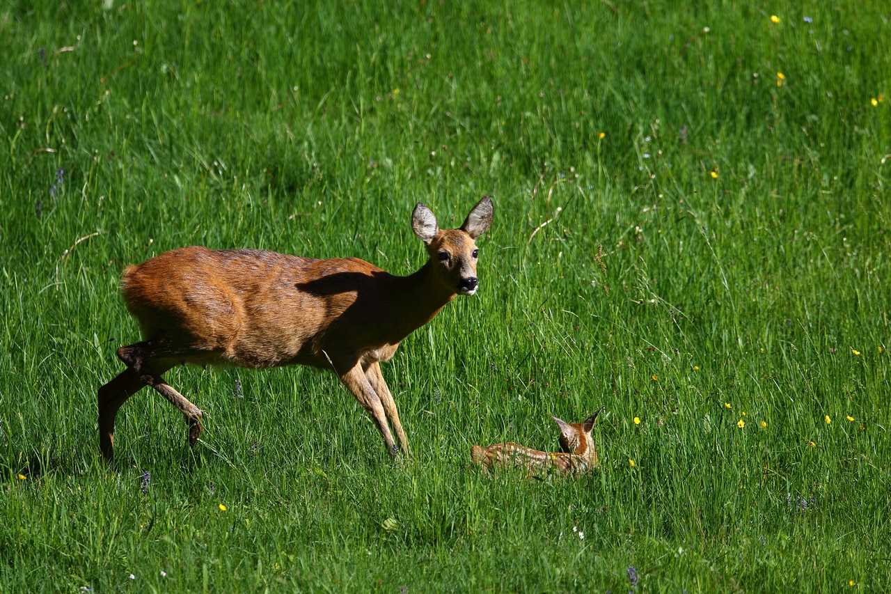 Rehgeis mit Kitz