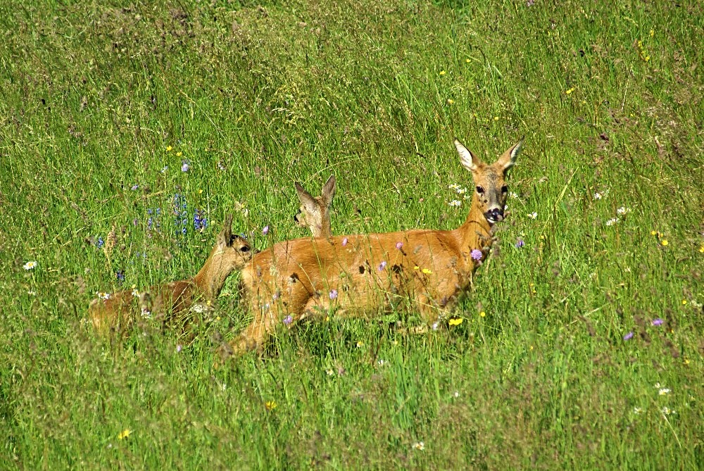 Rehgeis mit Kitz