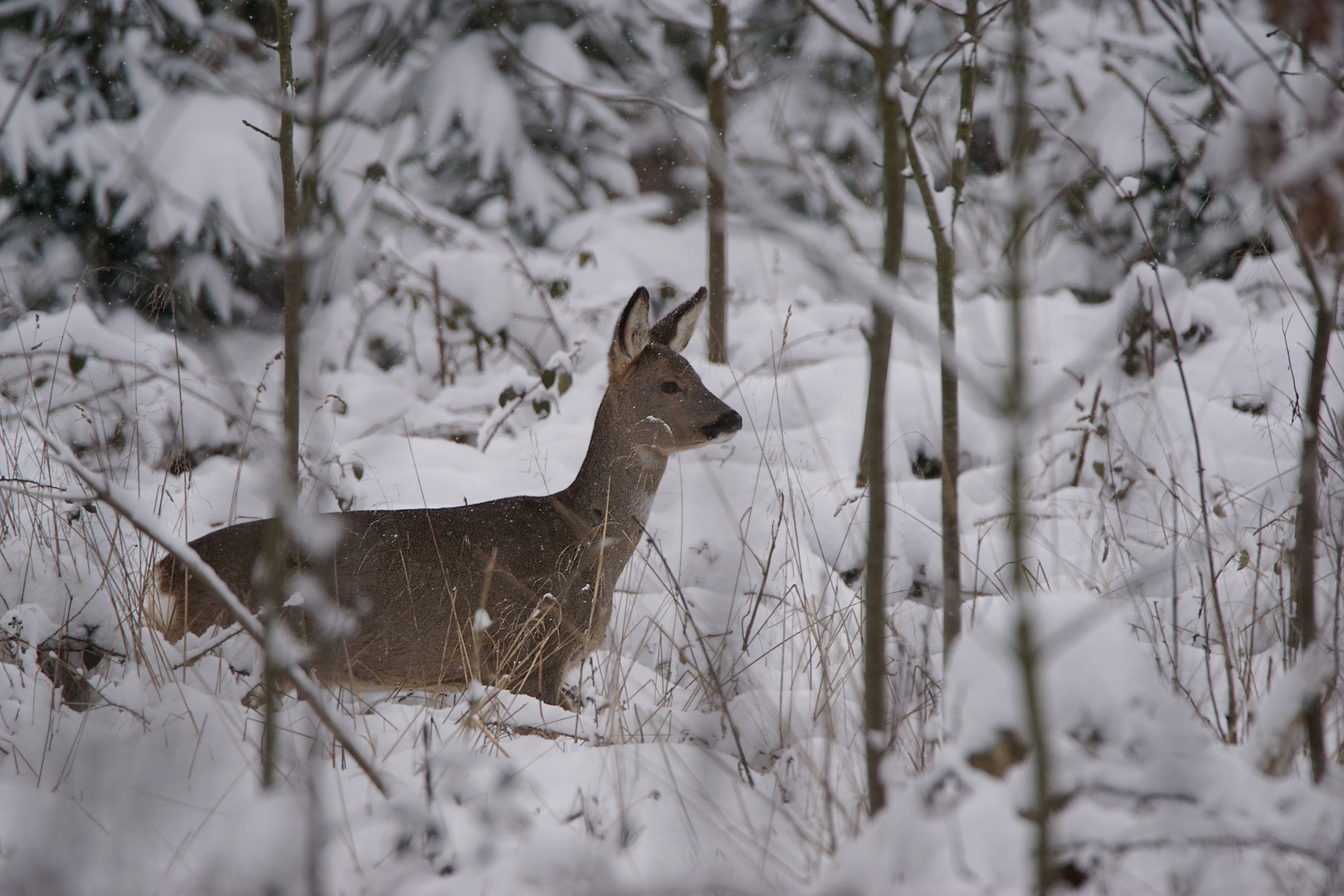 Rehgeiß - Heute Vormittag im schön verschneitem Winterwald (knappe 30 cm)