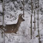 Rehgeiß - Heute Vormittag im schön verschneitem Winterwald (knappe 30 cm)