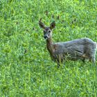 Rehgeiss im Haarwechsel