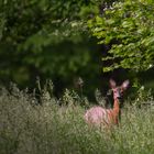 Rehgeiss im hohen Grass