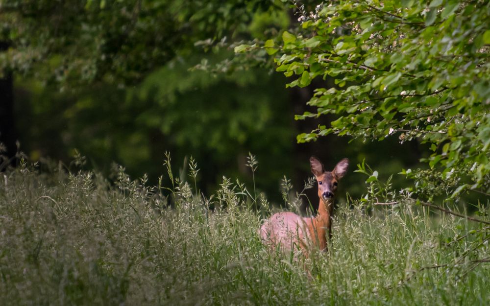 Rehgeiss im hohen Grass