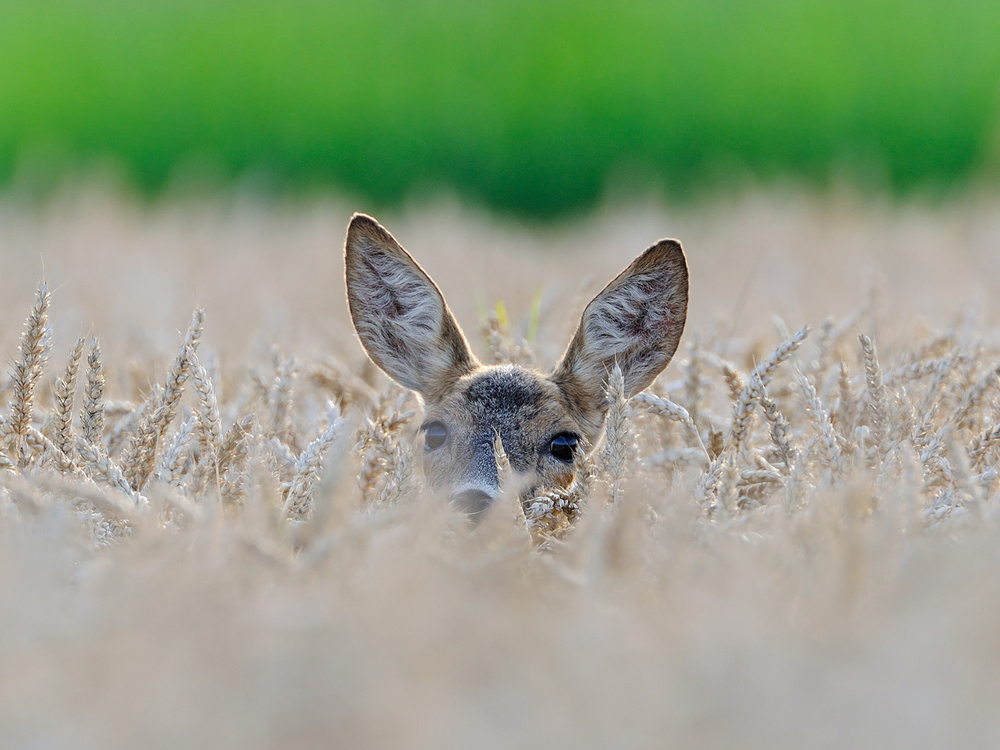 Rehgeiss im Kornfeld