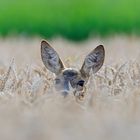 Rehgeiss im Kornfeld