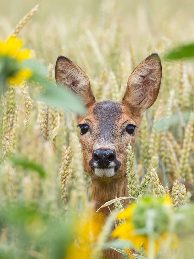 Rehgeiss im Kornfeld