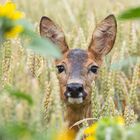 Rehgeiss im Kornfeld