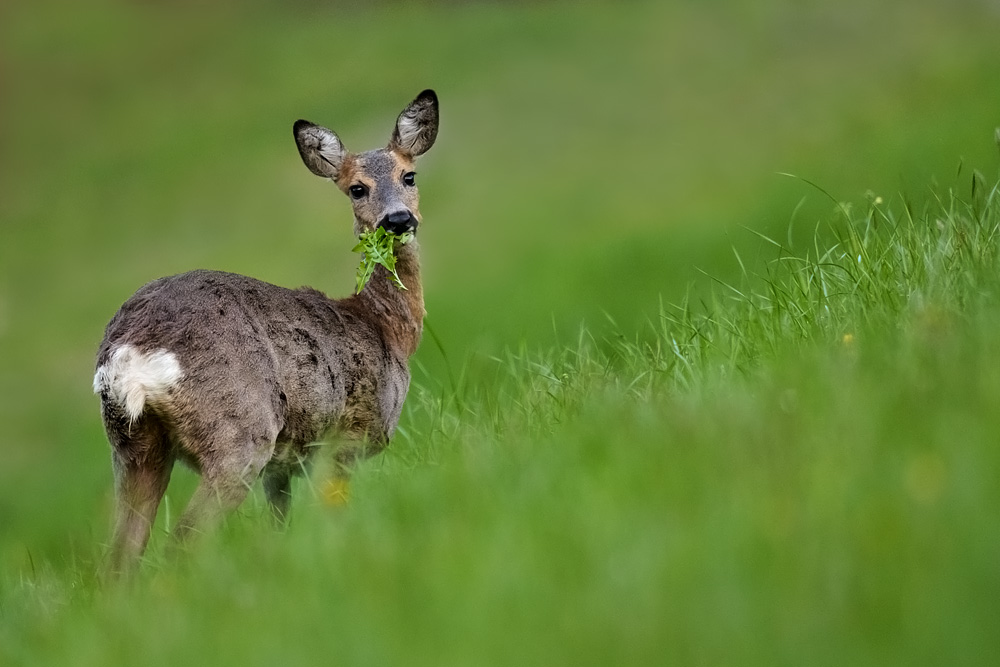 Rehgeiss im Löwenzahn