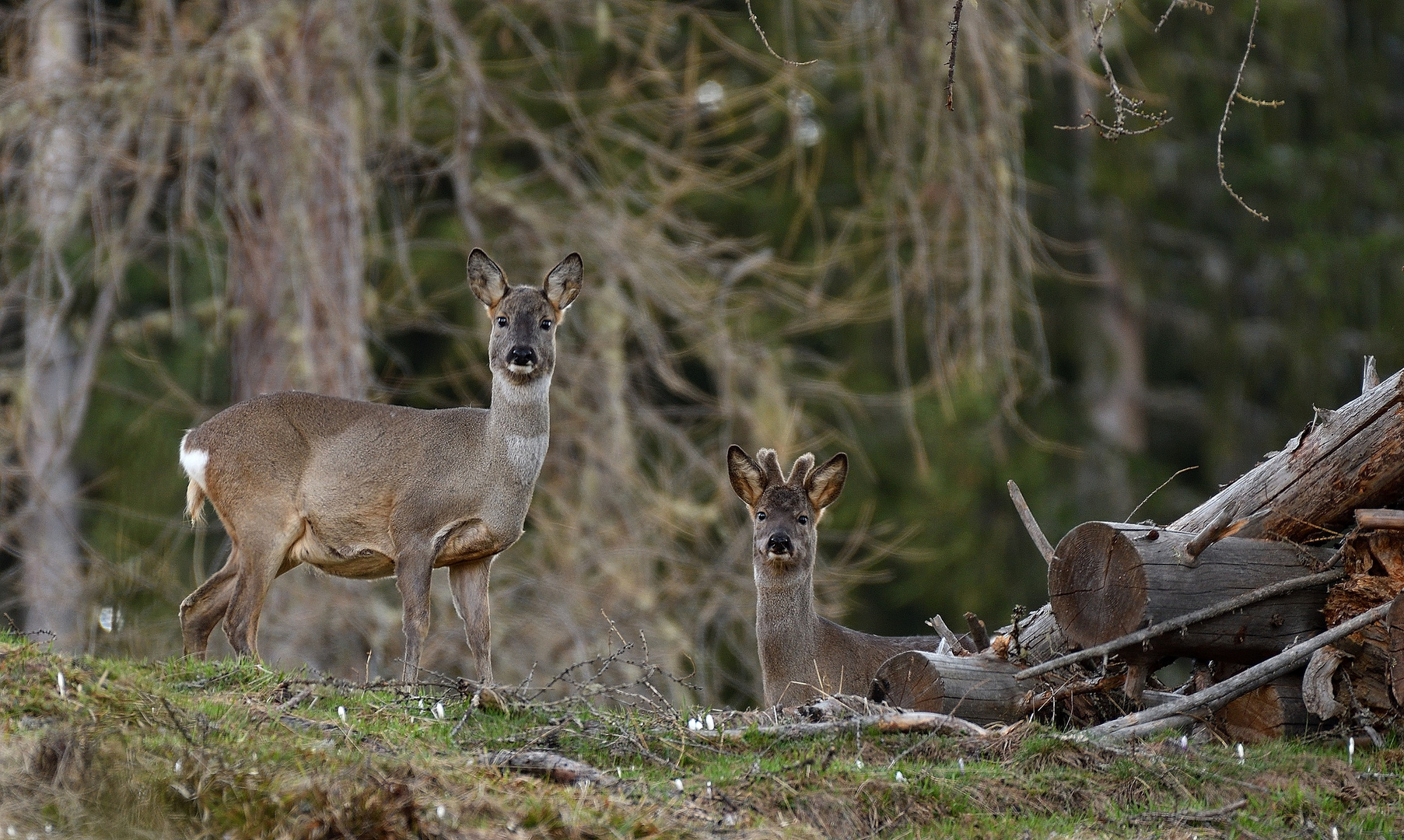 Rehgeiss mit Bockjährling