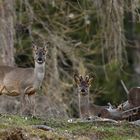 Rehgeiss mit Bockjährling