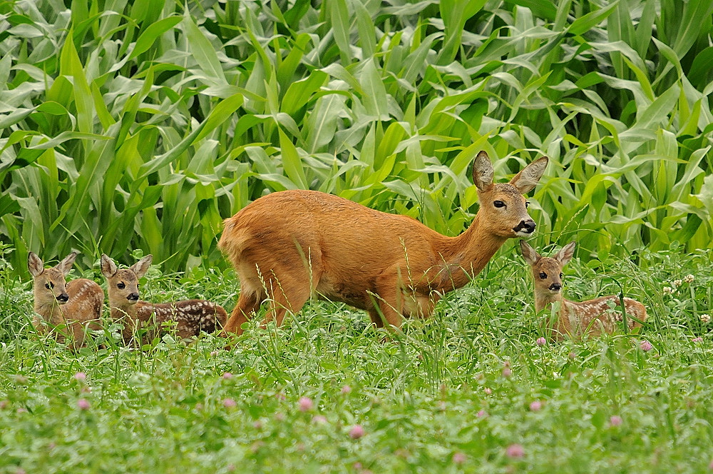 Rehgeiss mit Kitzen (Capreolus capreolus)