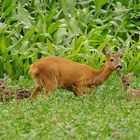 Rehgeiss mit Kitzen (Capreolus capreolus)